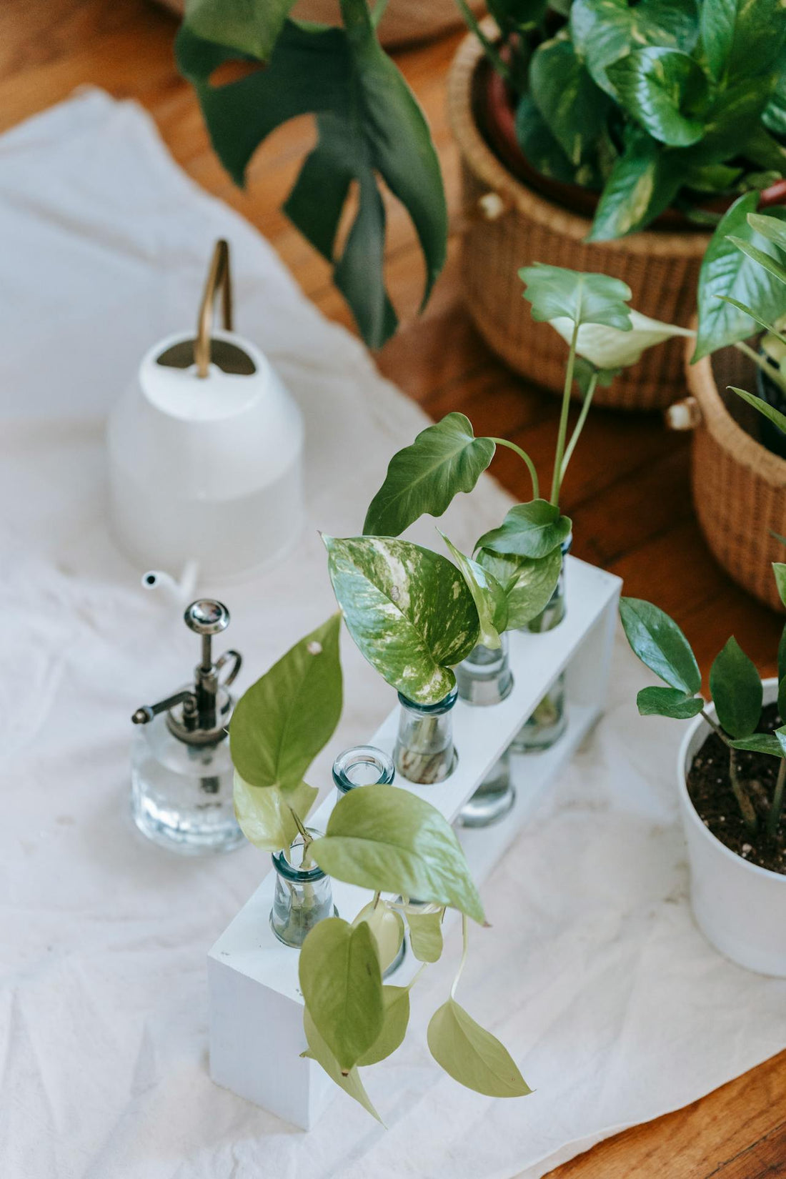 Quelles plantes vertes pour offrir ?