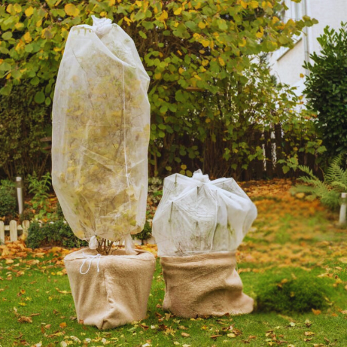 plantes sous le gel 